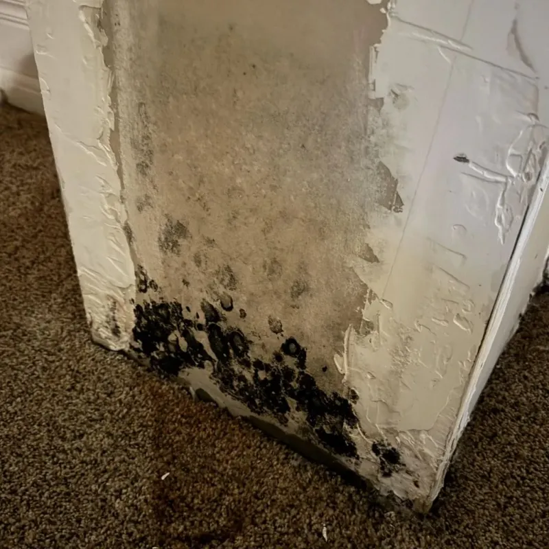 Professional Mold Removal in Bradley, WV